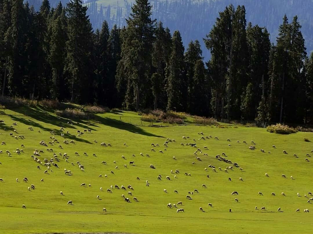 Doodhpathri-Budgam District必去景点