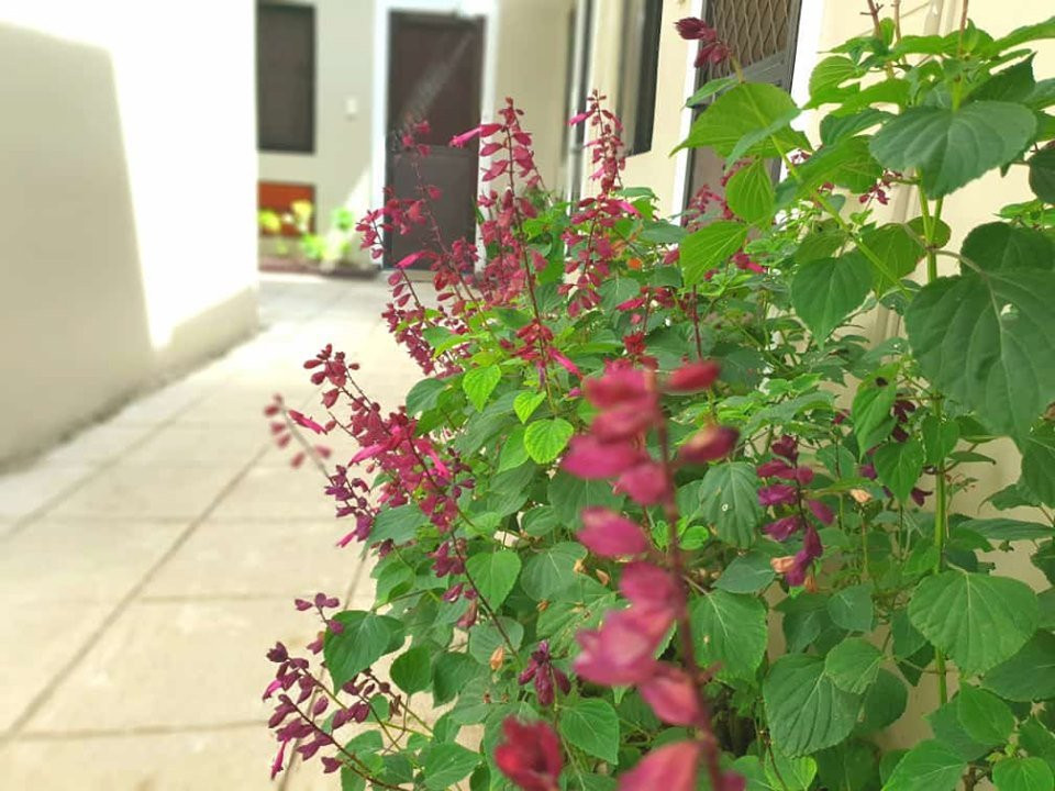 OYO 484 Gonzala Suites主图