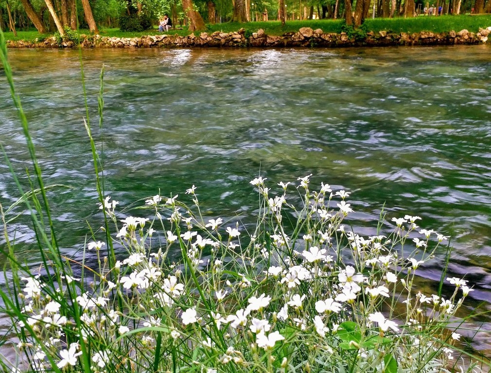 Spring of Bosna景点图片
