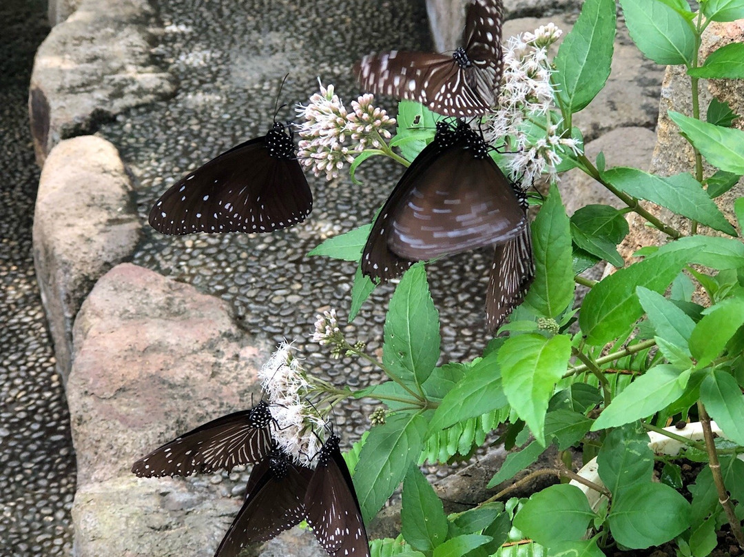 Kashihara City Museum of Insects-橿原市必去景点