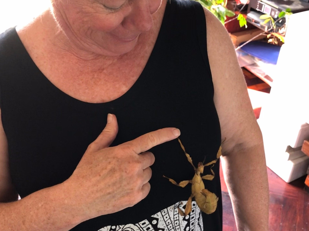 Daintree Entomological museum-Diwan必去景点