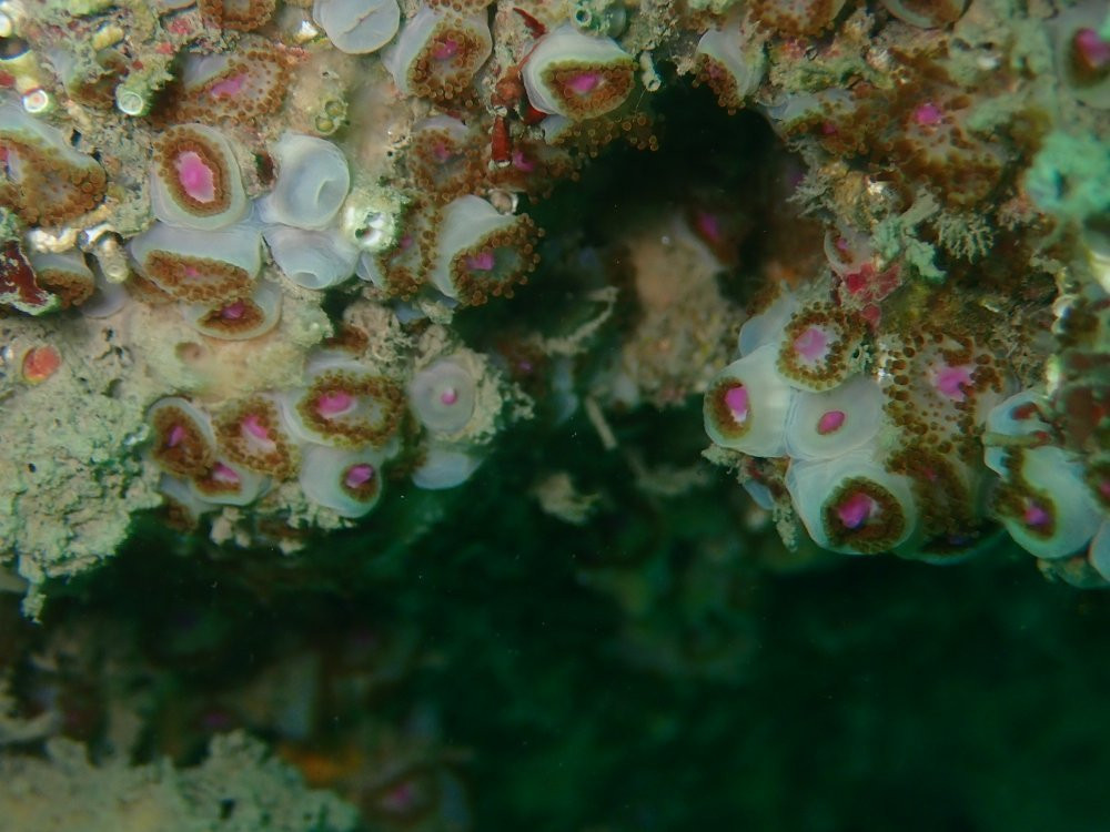 M Plongée-Marseillan Plage必去景点