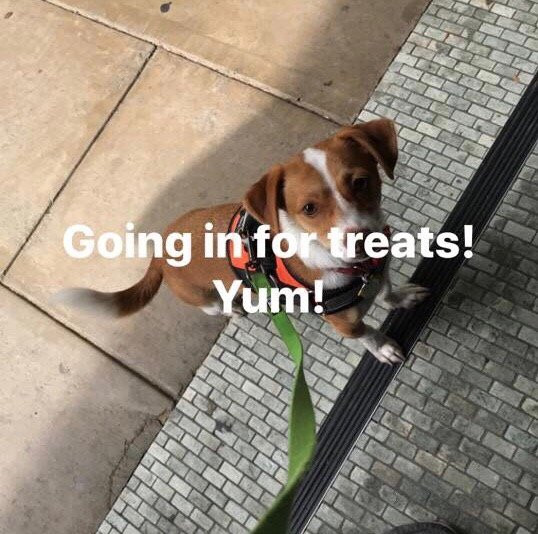 Three Dog Bakery-阿什维尔必去景点