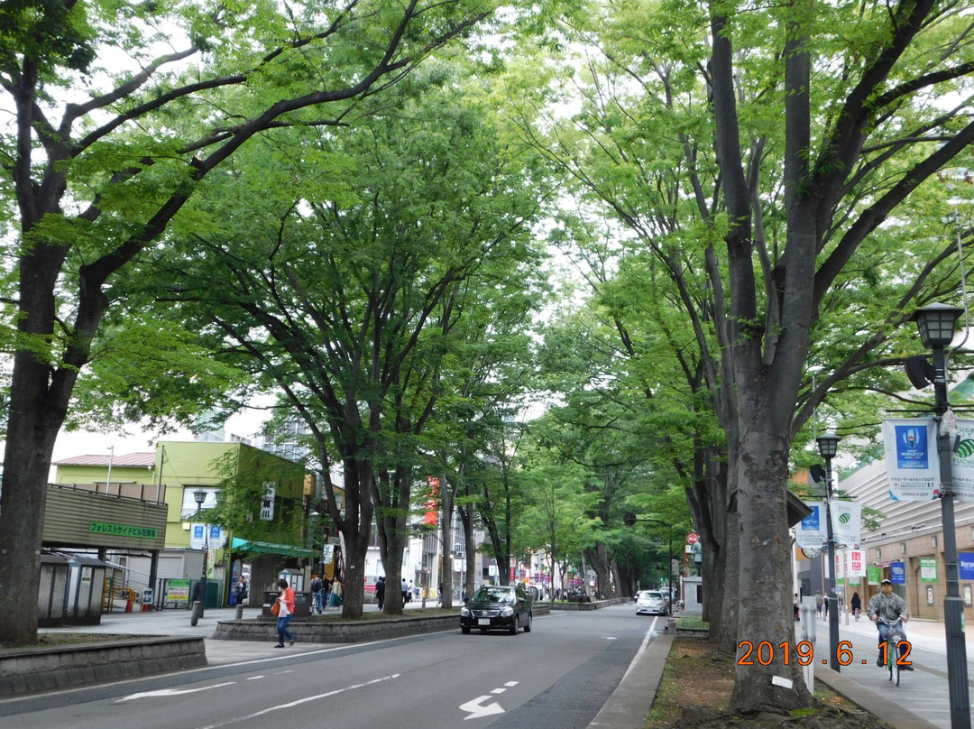 The road lined with Japanese Zelkova near Babadaimon Gate-府中市必去景点