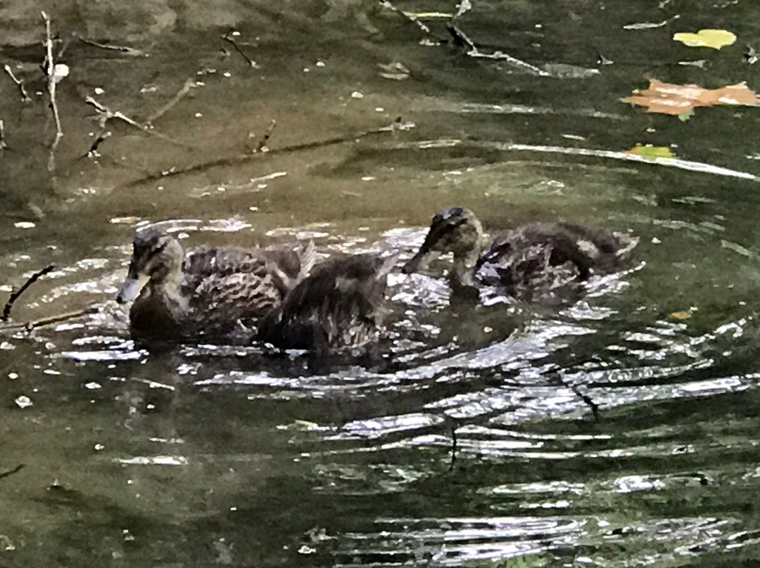 Illick's Mill park-伯利恒必去景点