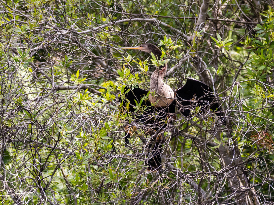Turner River Road-奥乔皮必去景点