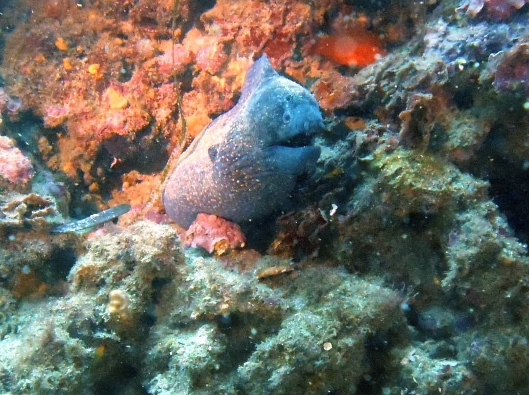 Centro de Buceo la Almadraba-阿吉拉斯必去景点