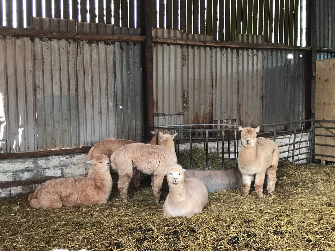 Pembrokeshire Alpaca Trekking景点图片