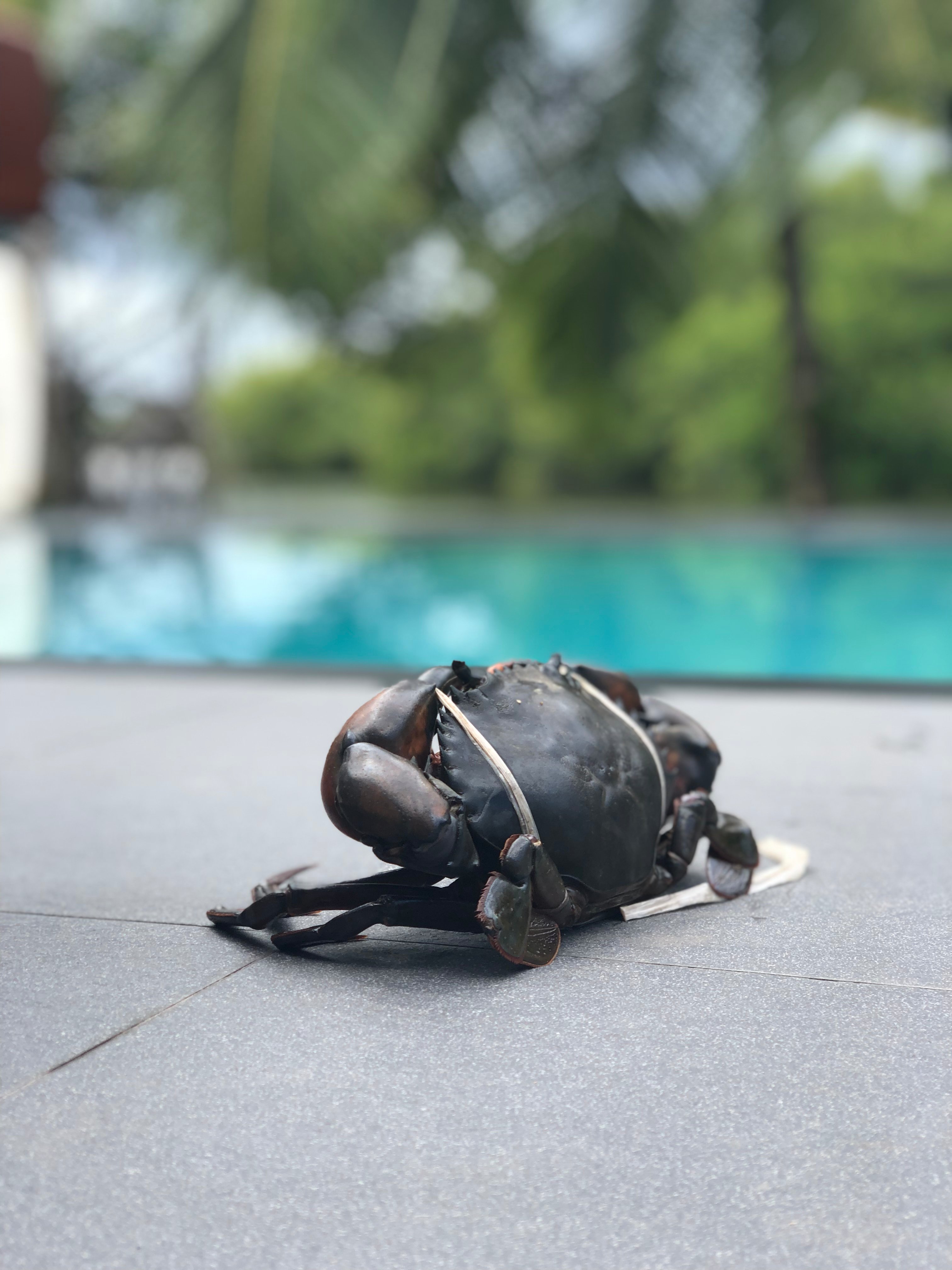 Lagoon Bentota-泳池