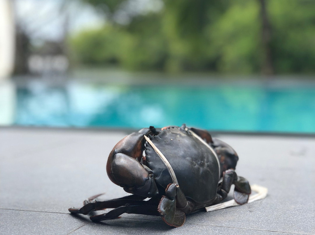 Lagoon Bentota主图