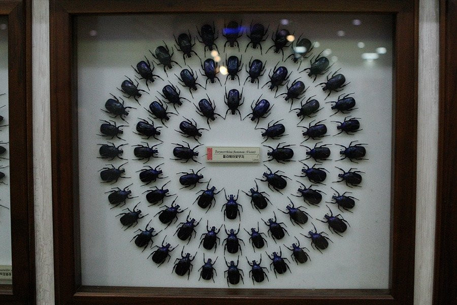 Hampyeong Expo Park - Butterfly Insect Specimen Exhibition hall-咸平郡必去景点