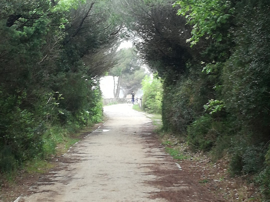 Bibione - Ciclabile del Tagliamento景点图片