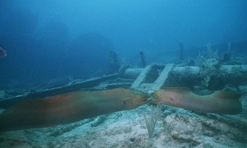 Eco Diving Cuba景点图片