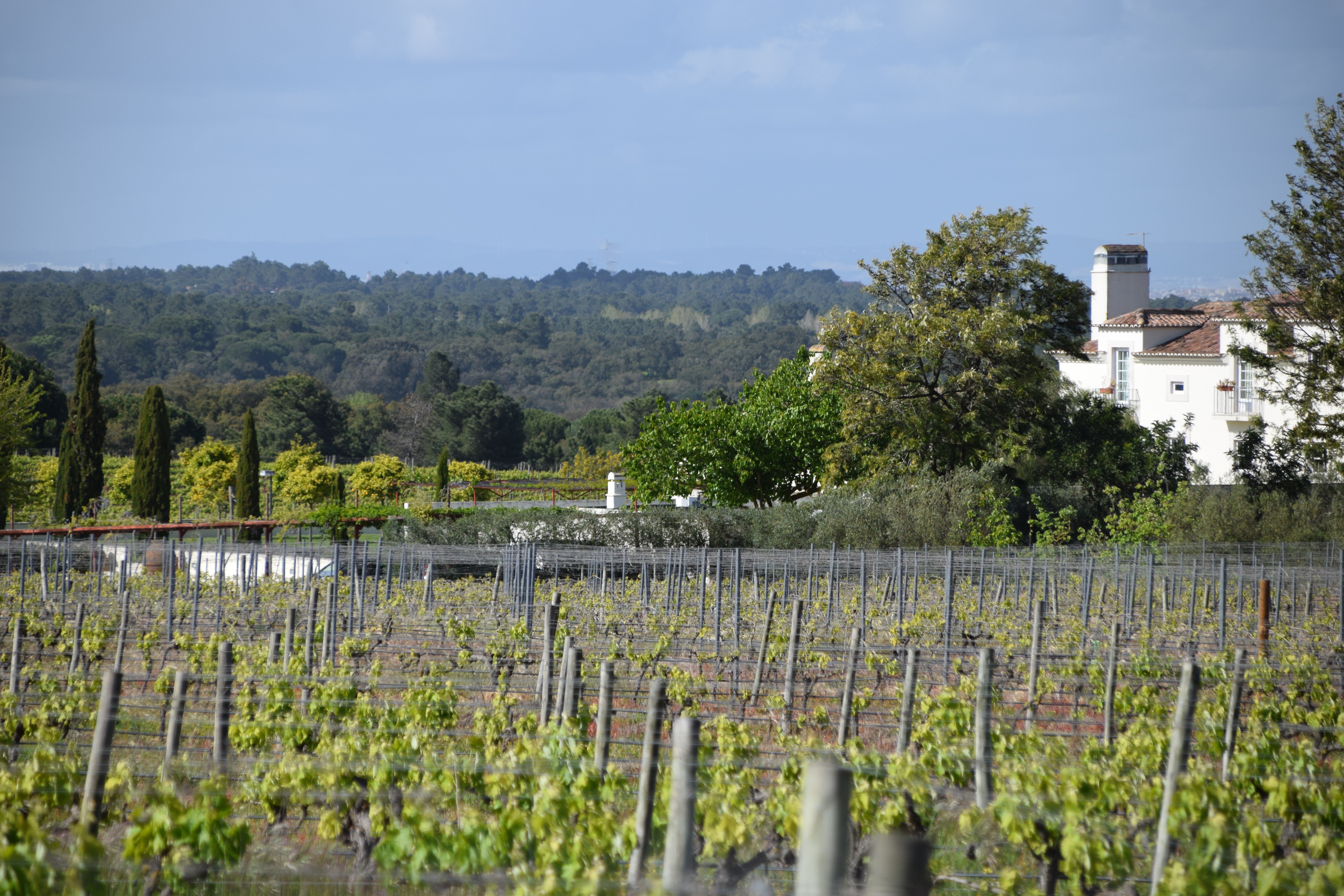 Quinta De Catralvos-官方