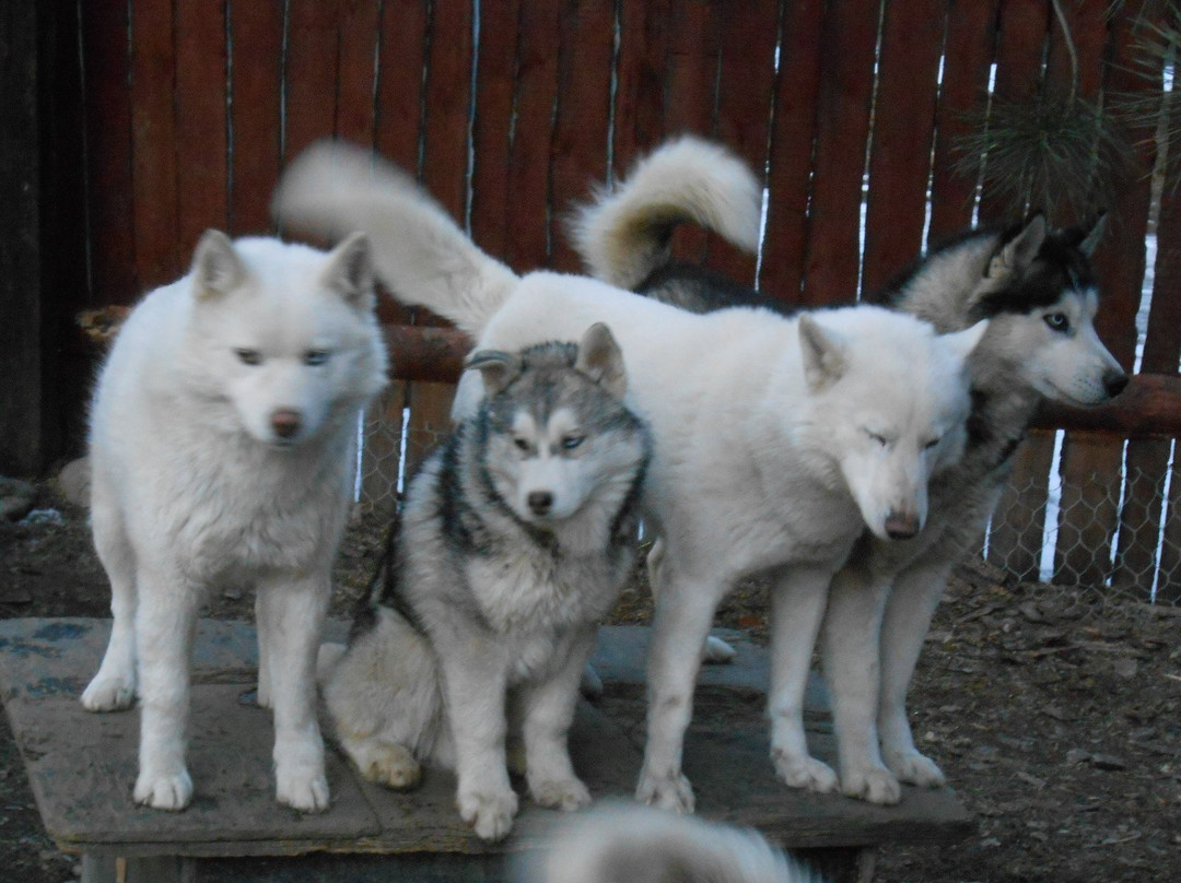 Alaskan Malamute-Baykalsk必去景点