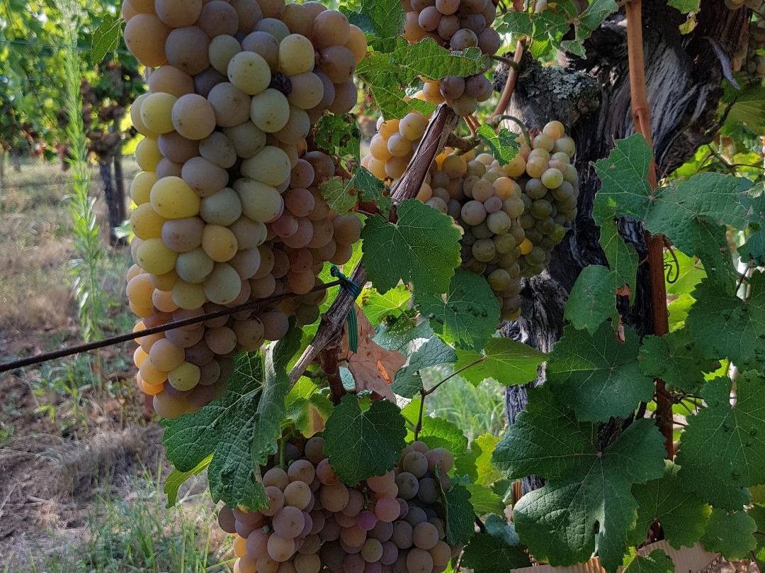 WineWeinVinoVin-巴塞尔必去景点