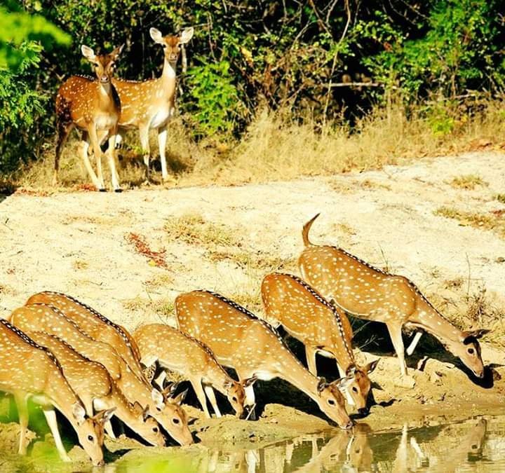 Wilpattu National Park旅游攻略图片