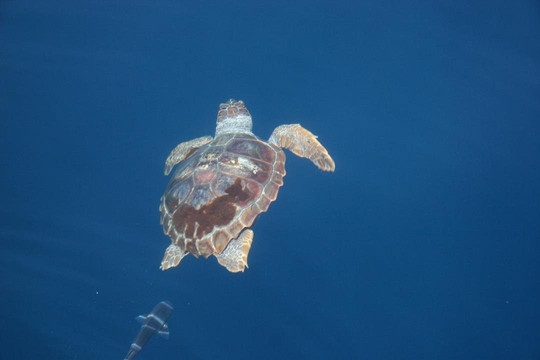 Whale Watching-波琉索梅尔必去景点