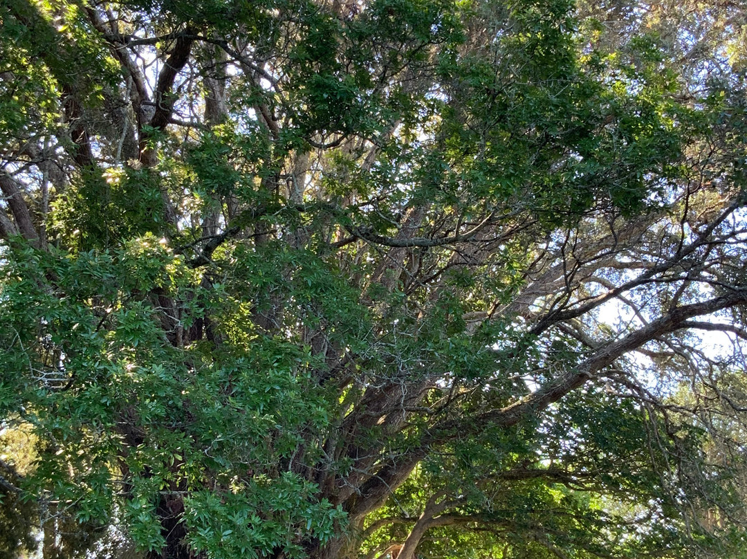 Lavalla Estate主图