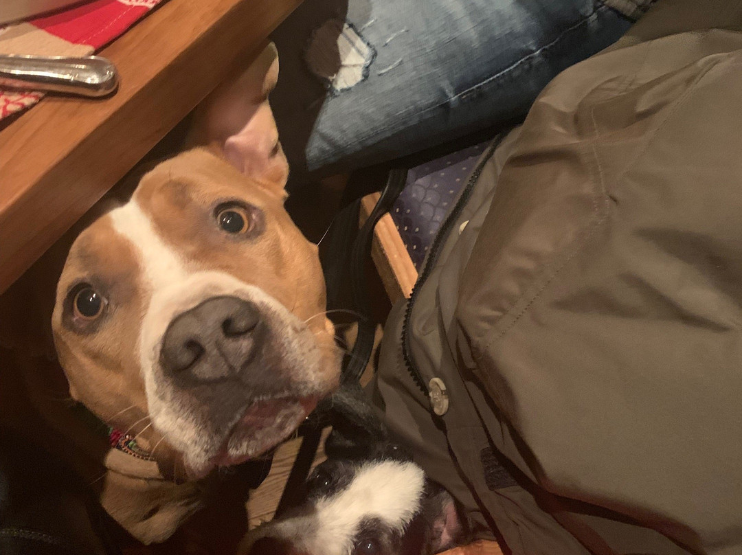 Turmhotel Victoria Davos主图