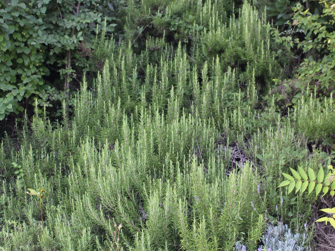 Agriturismo La Casa della Lavanda - Il Casale主图