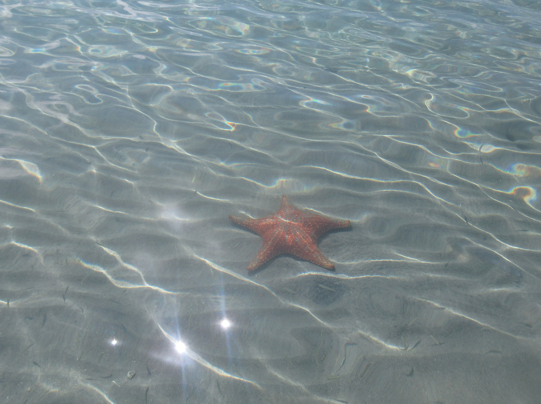 Starfish Beach景点图片