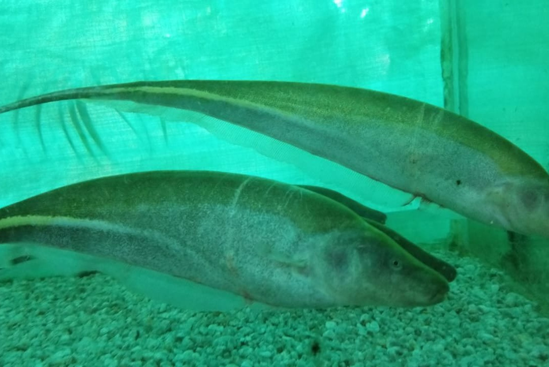 Acuario Turistico de Mindo-明多必去景点