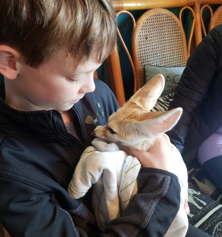 SafARI TAILS - Teaching about Animals In Live Shows景点图片