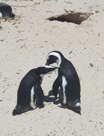 Adventure Cape Town-开普敦中心区必去景点