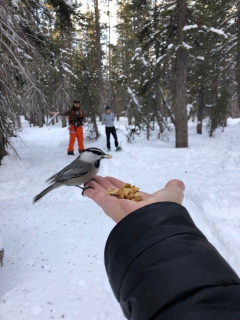 Tahoe Meadows Trail-因克莱恩村必去景点