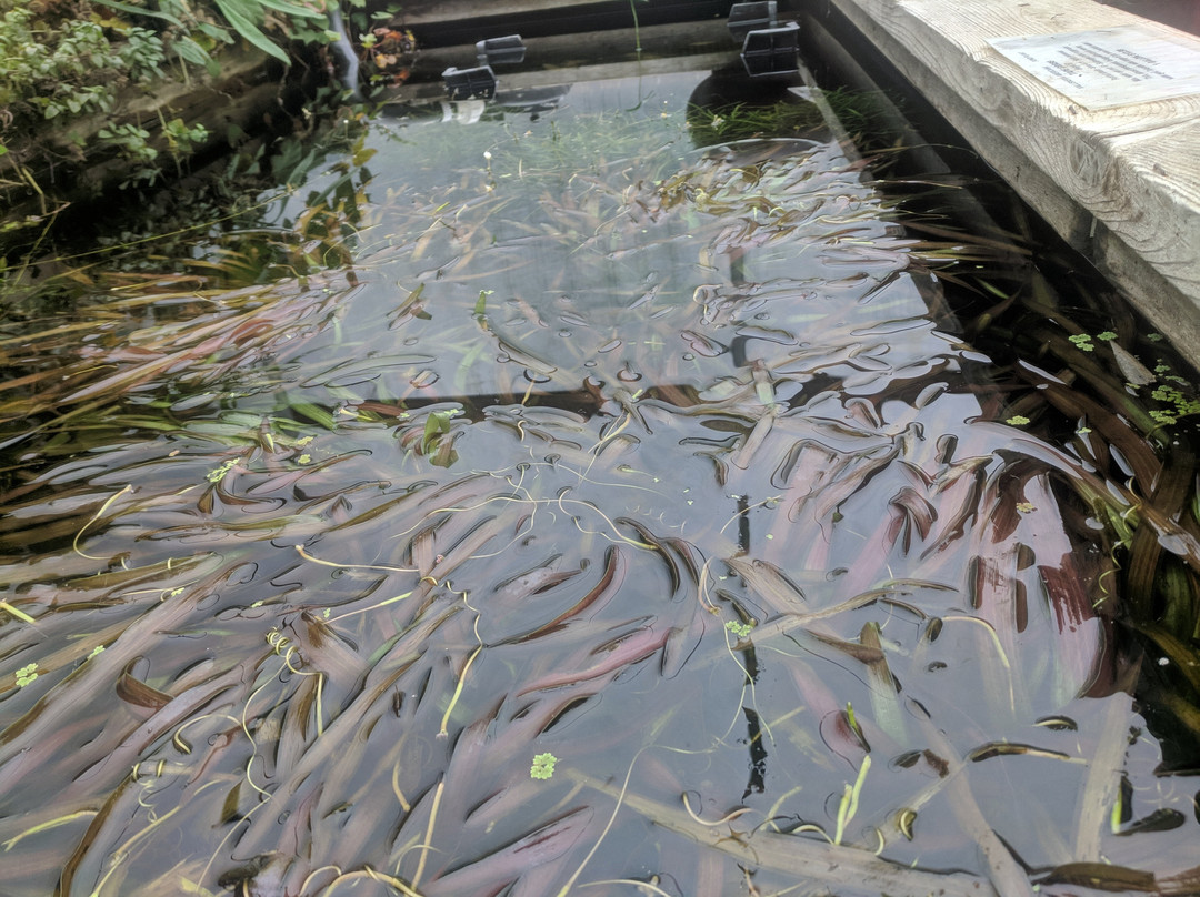 Hughes Water Gardens-图拉丁必去景点