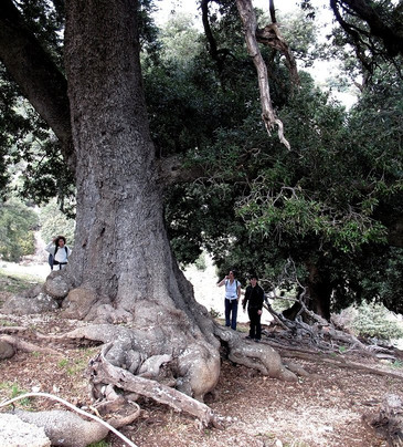 Wild Sardinia-夸尔图－圣埃莱娜必去景点