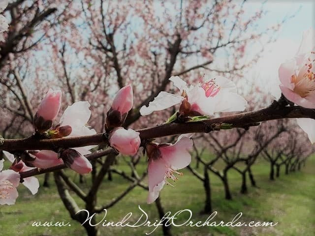 Wind Drift Orchards-Harrah必去景点
