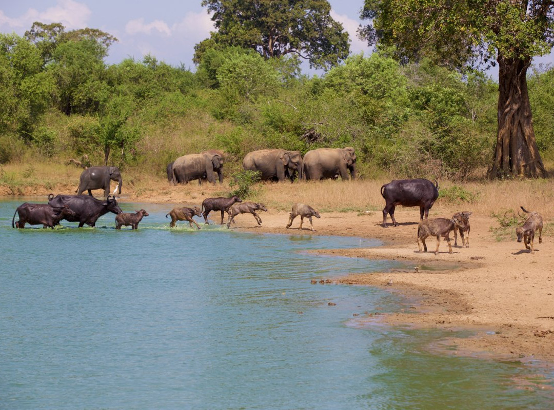 Classical Lanka Tours-Trincomalee必去景点