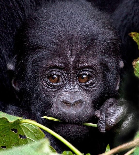 Gorillaland Safari Holidays景点图片