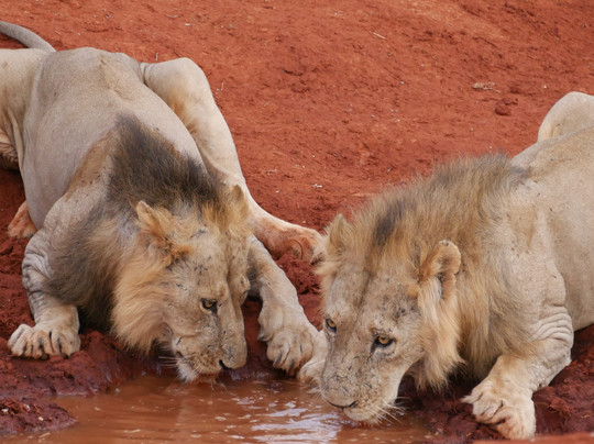 King Lion Tours And Safaris-瓦塔木必去景点