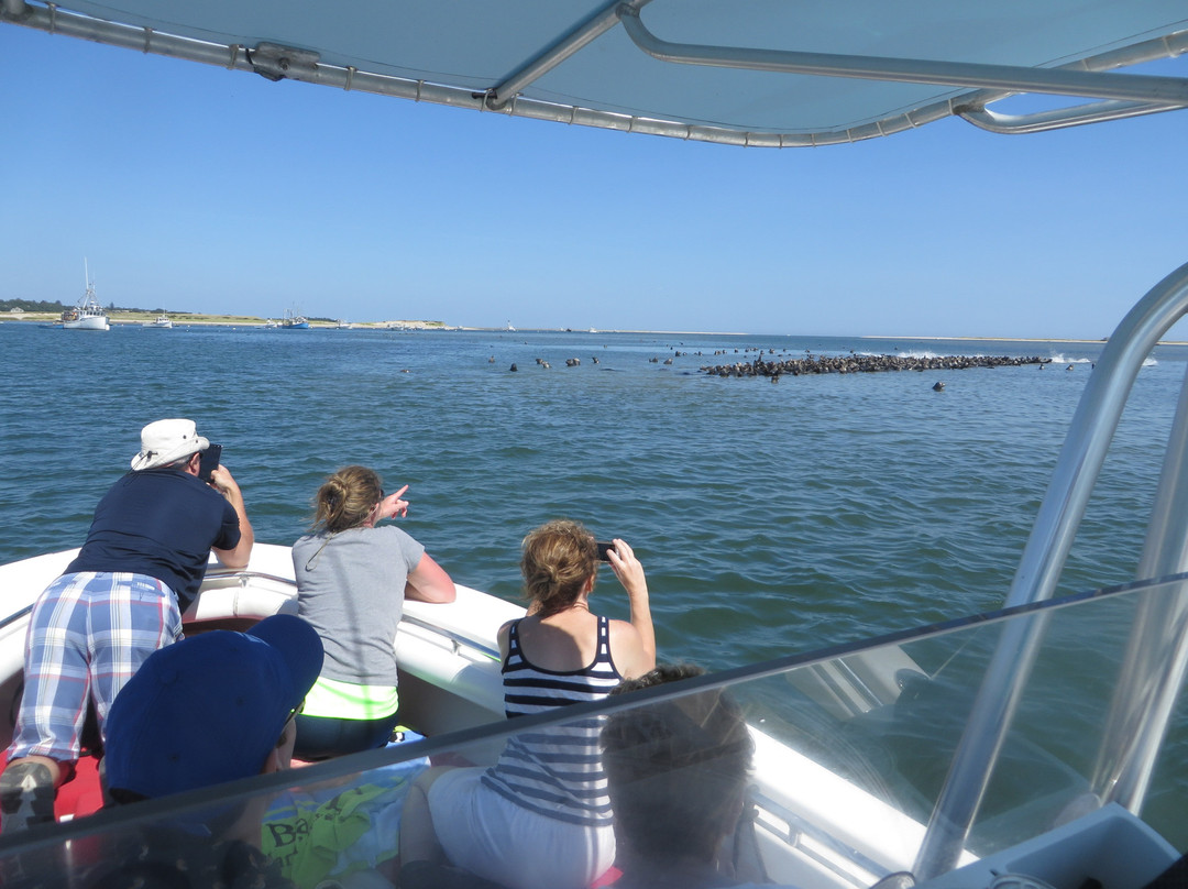 Harbor Seal Boat Tours景点图片