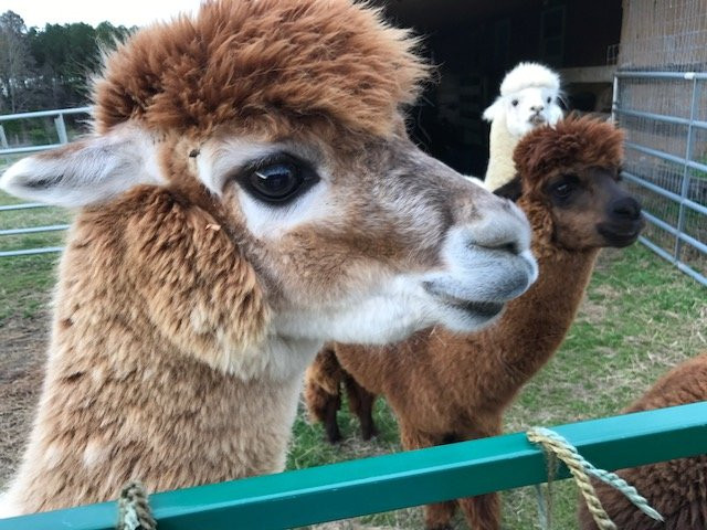 Alpaca Dreams景点图片