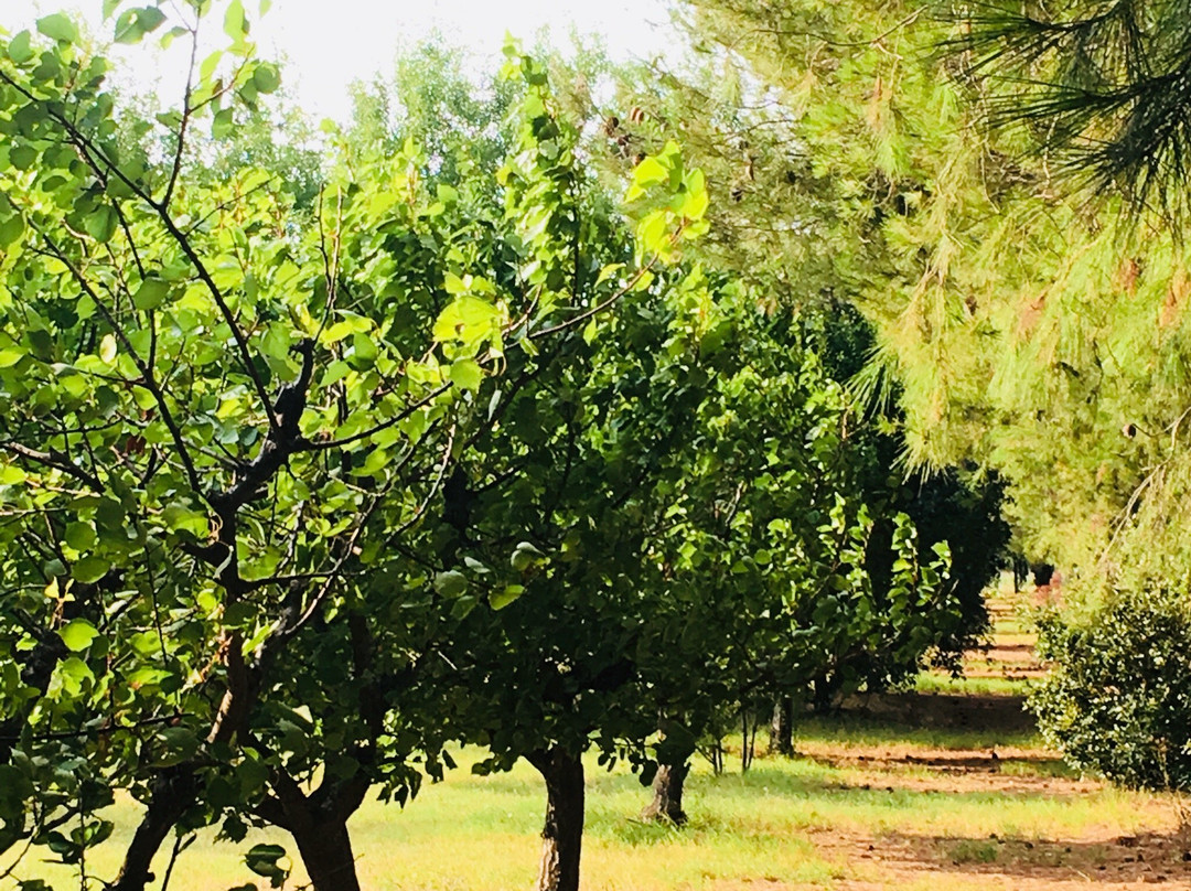 Agriturismo Le Biricoccole主图