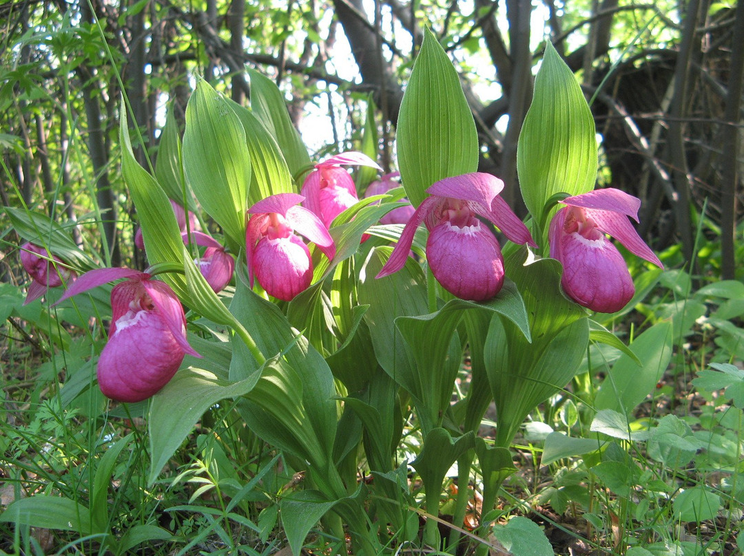 Botanical Garden of ISU-伊尔库茨克必去景点