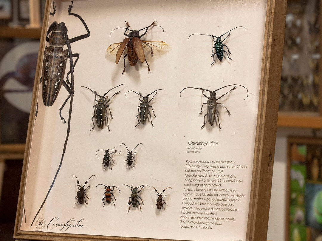 Arthropoda - Butterfly Museum景点图片