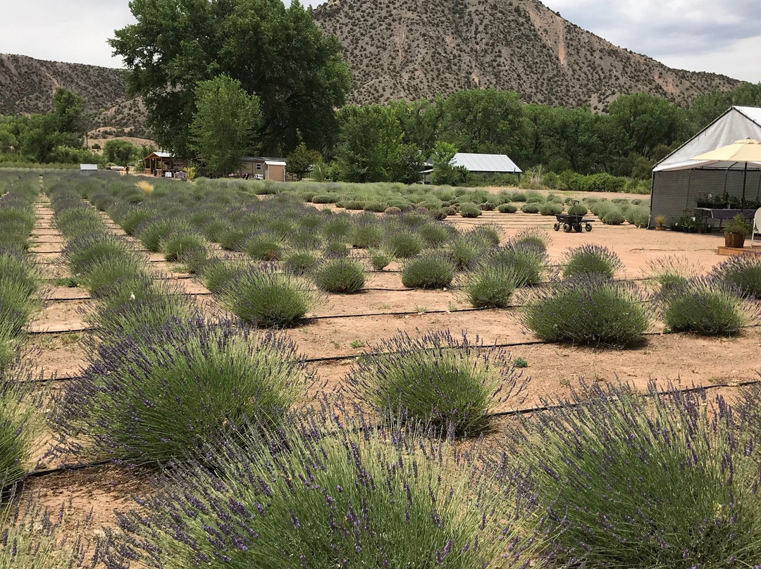 Purple Adobe Lavender Farm景点图片
