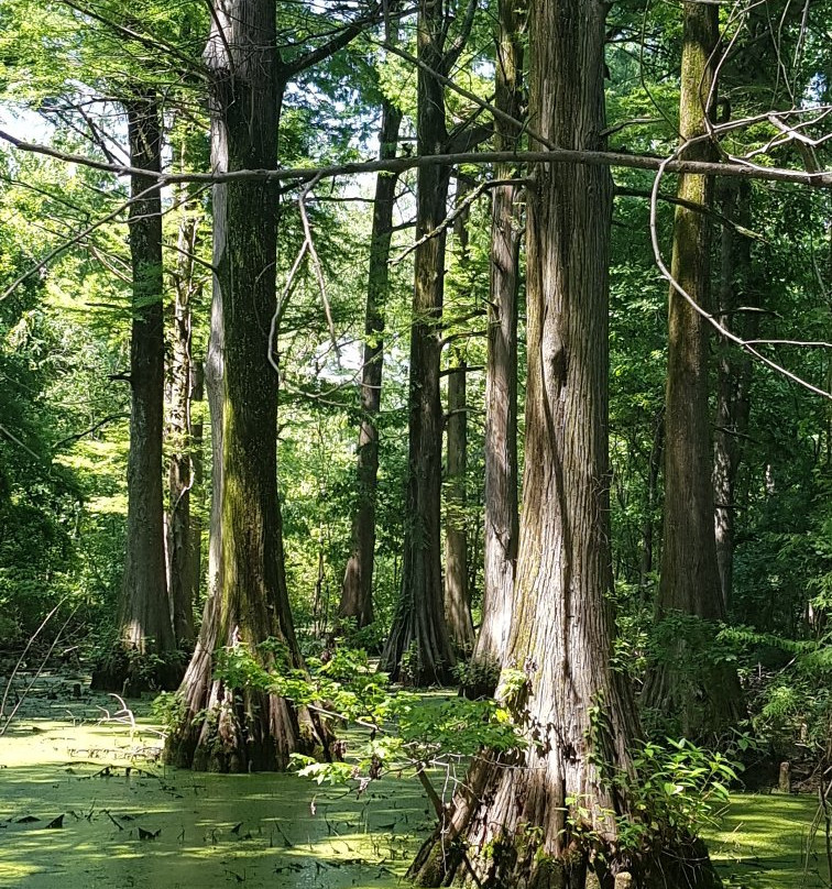 Greenville Cypress Preserve景点图片