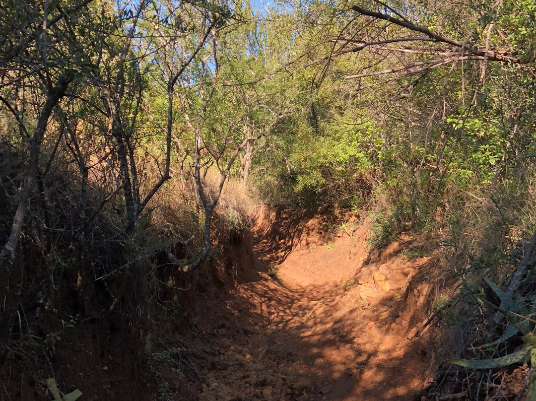 Buffelsdrift MTB Park-比勒陀利亚必去景点
