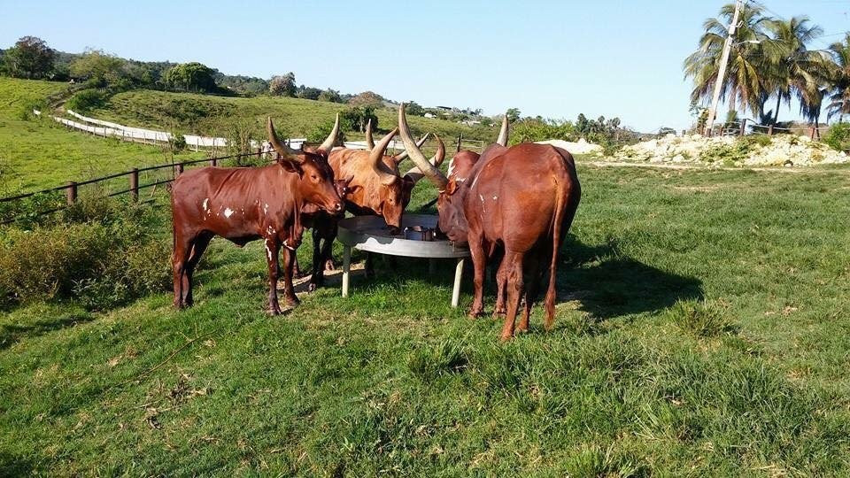 Hacienda Mis Suenos-Hatillo必去景点