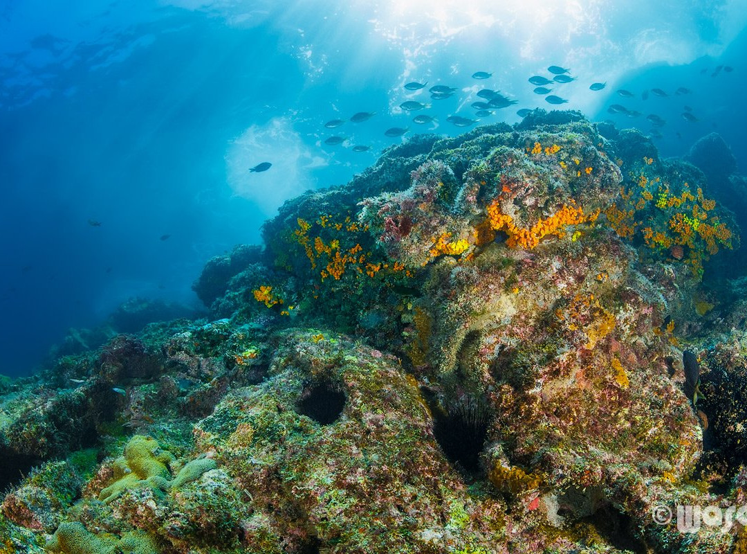 Haliotis Dive Center-明德卢必去景点