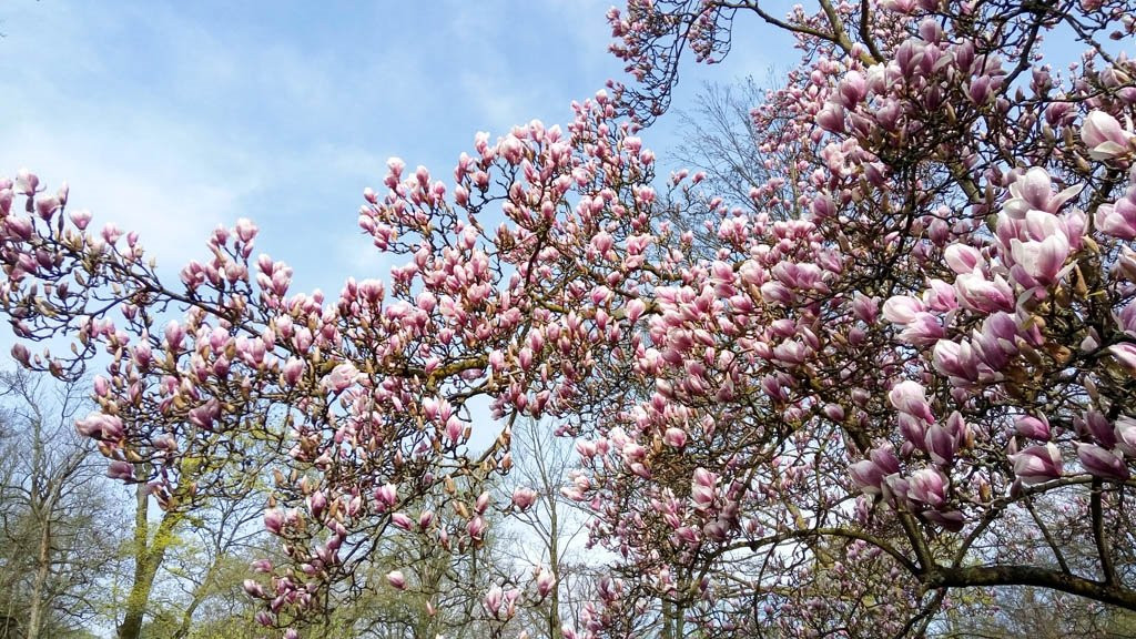 Südpark-Bad Nauheim必去景点