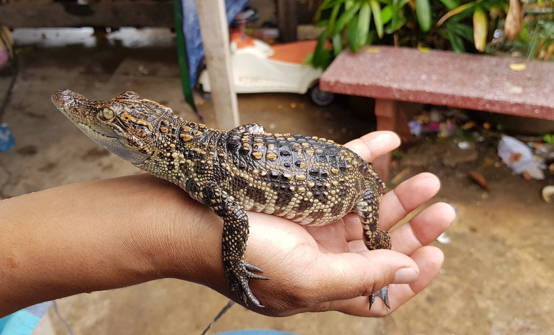 Battambang Crocodile Farm-马德望必去景点
