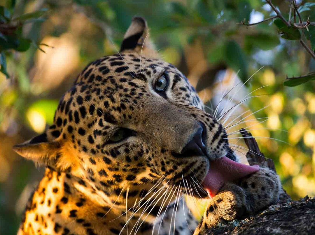 Sri Lanka Responsible Drivers-科伦坡必去景点