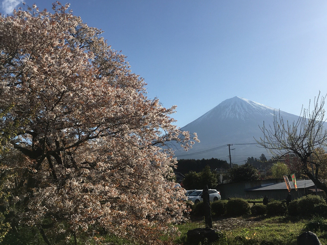 Kariyado no Geba Zakura (Sakura)景点图片